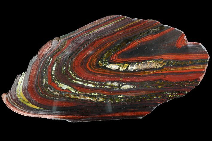 Polished Tiger Iron Stromatolite - ( Billion Years) #92975